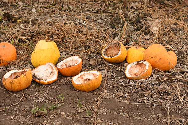 Whole and cut pumpkins lying in a pile on garden soil, side view, medium shot, natural light, autumn farm scene.