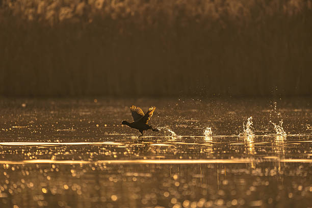 Serene scene of a bird taking flight from a body of water during golden hour, capturing a moment of natural beauty and freedom.