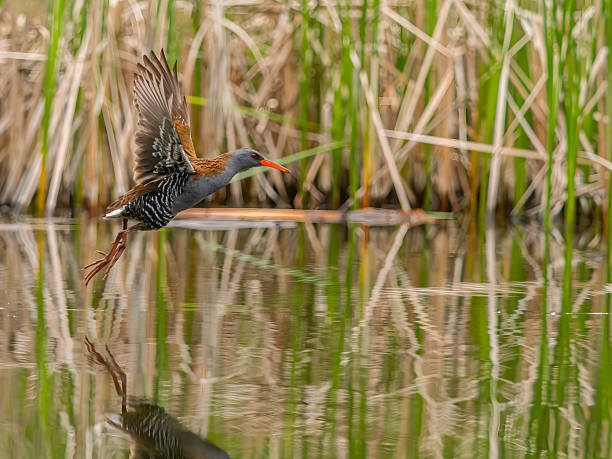 Serene waterbird in flight over calm wetland with perfect reflection, capturing peaceful nature scene