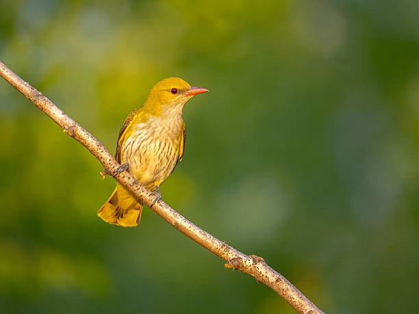 Beautiful yellow bird perched on branch against soft green background, evoking serenity and natural beauty
