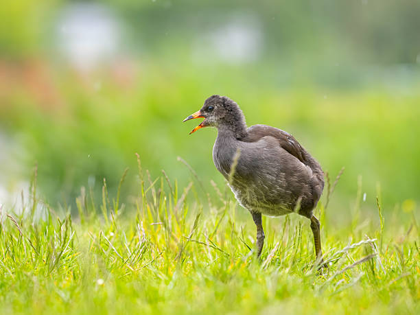 Serene moorhen chick standing in lush green meadow, capturing natural wildlife beauty and peaceful atmosphere