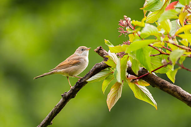 Wren Bird foraging on Vancouver Island, British Columbia