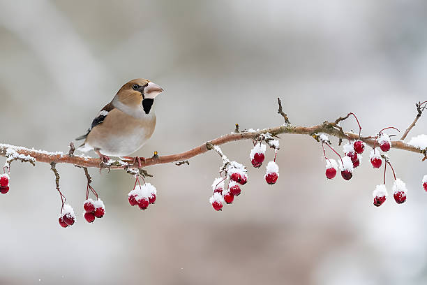 istock Charming Hawfinch perched on snowy branch with vibrant red berries 2260048729
