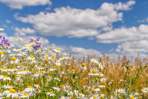 Field of colorful wild flowers drenched in warm sunlight during sunset. Shalloe dpeth of field with focus on camomile flower in foreground.