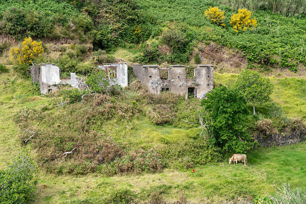 Wide landscape view of abandoned stone building ruins embedded in a lush green hillside. Overgrown vegetation, shrubs, and yellow flowering bushes surround the remains of rural architecture. A single cow grazing in the meadow adds scale and emphasizes the quiet, pastoral atmosphere, decay, and passage of time in a remote countryside setting.