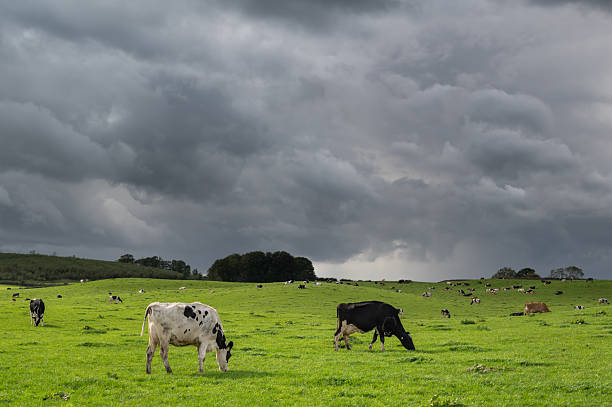 Small group of dairy cows grazing in a field in rural Scotland on an overcast autumn day