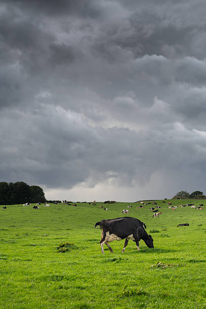 Tree and cows on a mountain pasture. Carpathians