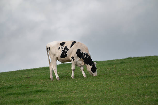 Cow grazing on green meadow in Galicia, Spain. Copy space on the left side of the image.