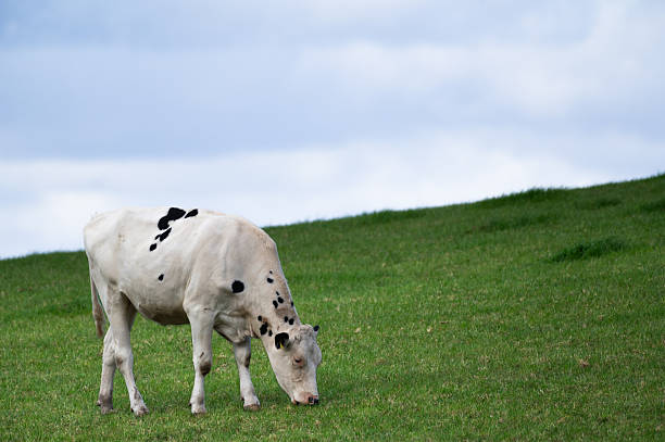 The image shows a black and white cow walking across a green meadow with yellow flowers directly towards the camera. Another dark cow and trees are visible in the background.