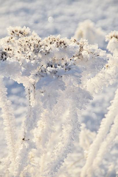 These wildflowers in nature are frozen and snowy in bright and cold winter day.