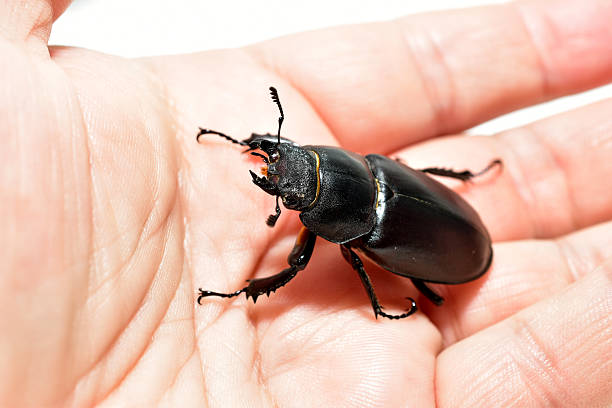 A female stag beetle, Lucanus cervus, sits on a man's hand.