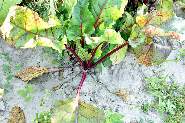 A young plant of red beet at Parongpong, Bandung Barat, West Java, Indonesia