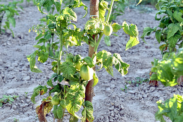 Green tomatoes appeared on the tomato bush growing in the garden.