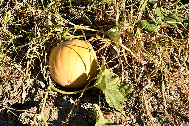 The pumpkin is ripening in the garden.