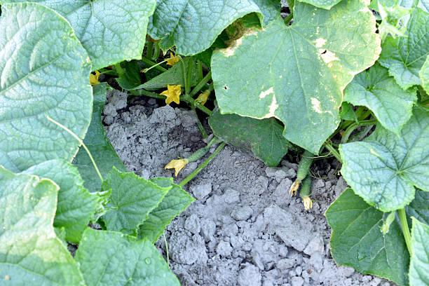 Cucumber plantation. Cucumber vines with broad leaves cover the vegetable bed.