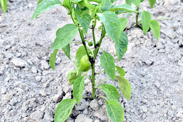 Fruit has appeared on the branches of the bell pepper bush.