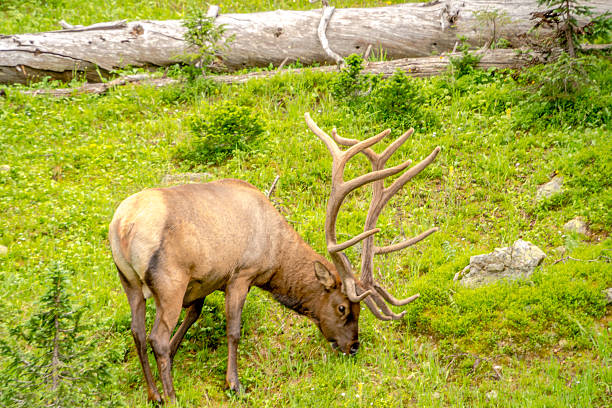 A deer is grazing in a grassy field. The deer is brown and has a large antler on its head