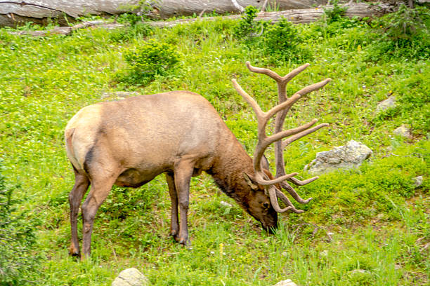 A deer is eating grass in a field. The grass is green and the deer is brown