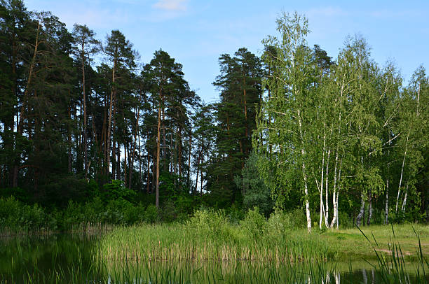 View from the shore overgrown with forest on a beautiful lake. Izhevsk, Russia