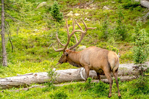A large deer with antlers is walking through a grassy field. Concept of freedom and natural beauty, as the deer roams through the open space