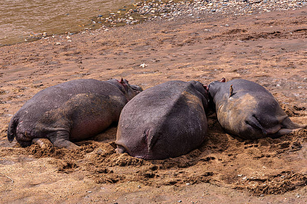 Three hippopotamuses rest on the sandy Mara River bank, with a red billed oxpecker perched on one hippopotamus, natural habitat, daylight.