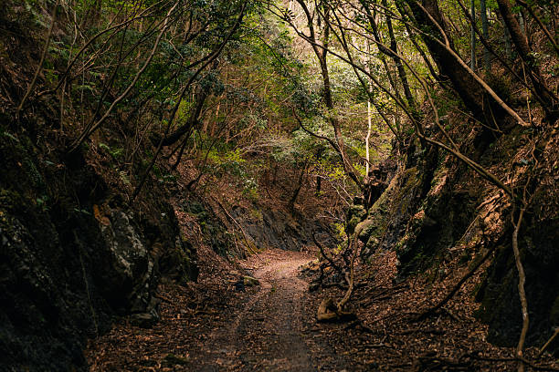 in a forest with a narrow, winding road surrounded by tall trees. High quality photo