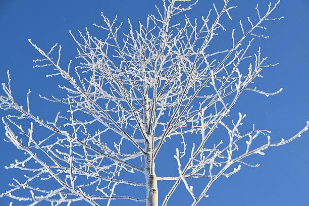This little tree in nature is frozen in bright and cold winter day.