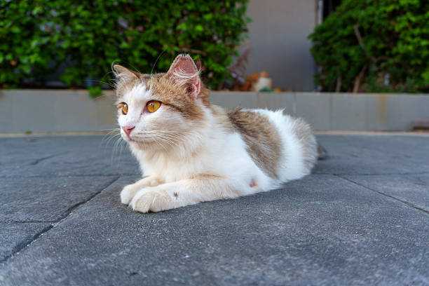 A white and brown cat is resting on a paved surface outside.