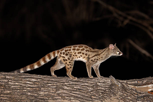 This Genet was spotted on the Night game drive while it climbed a tree. The Genet is nocturnal.