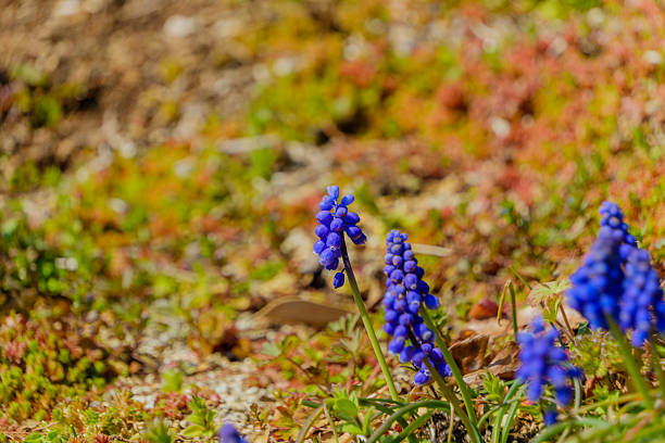 Small blue grape hyacinth flowers growing in a garden surrounded by green ground cover and reddish succulents.