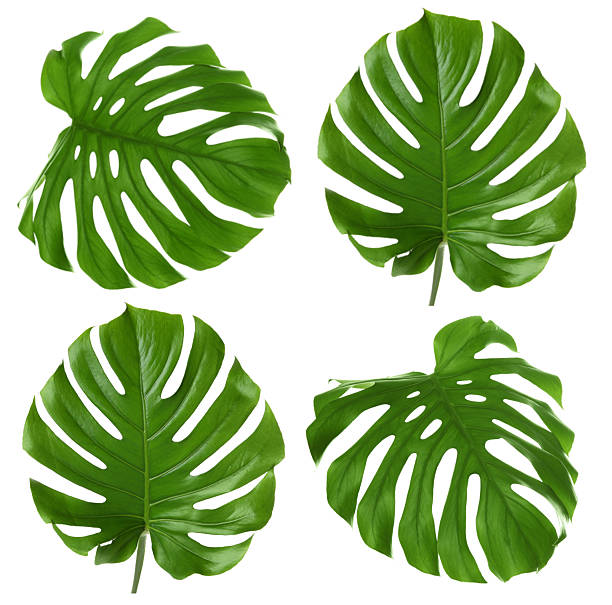 istock Tropical plant leaves isolated on white, set. Bright green foliage 2260063780