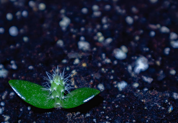 Close up of prickly pear cactus seedling