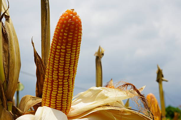 Corn is a tall annual cereal grass (Zea mays) that is widely grown for its large elongated ears of starchy seeds. The fruit of the sweet corn plant is the corn kernel, fruit called a  caryopsis.