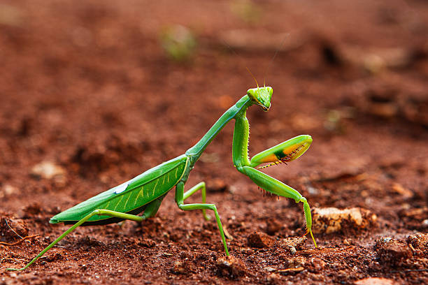 A macro view of a green mantis traversing a natural dirt surface, highlighting its delicate limbs.