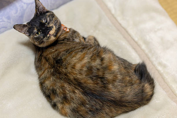 This is Neri, the tortoiseshell cat.