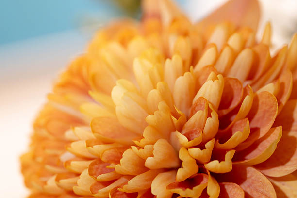 Macro of a Beautfiul Flower. High quality photo