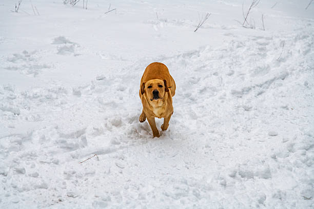 Young labrador retriever dog playing in snow