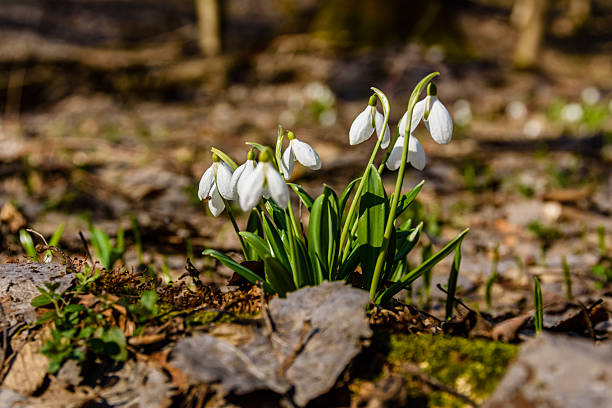 White blooming snowdrops (galanthus nivalis) at forest on early spring