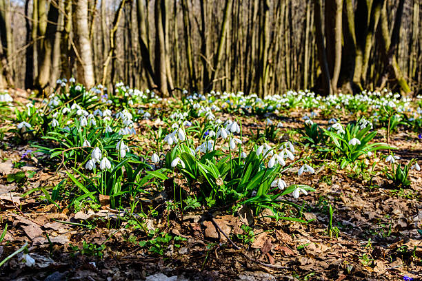 White blooming snowdrops (galanthus nivalis) at forest on early spring