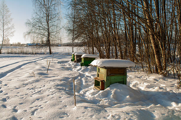 Cold, sunny winter scene featuring green beehives partially covered with snow, situated at the edge of a frost-covered forest. Bright sunlight highlights the contrast between the snow, the vibrant beehives, and the surrounding winter landscape, creating a serene rural atmosphere.