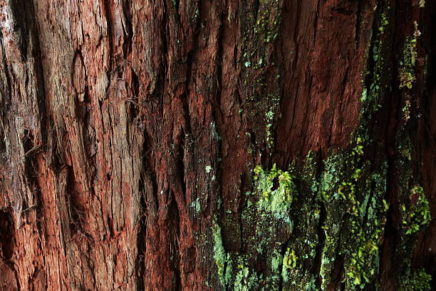 green moss with rich texture of tree on rain forest