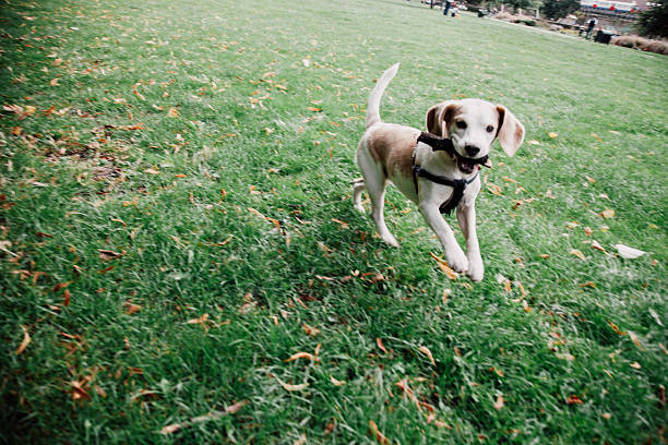 A dog runs alone across a grassy lawn in a public park, captured mid-motion during outdoor play. The image conveys energy, freedom, and animal behavior in a natural urban green space. Bright daylight and open surroundings emphasize leisure, exercise, and a healthy outdoor lifestyle.
