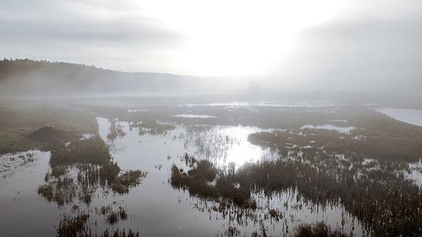 Fog covering flooded meadow on winter day. Beavers have created a blockade  of an irrigation channel resulting in flooded landscape.