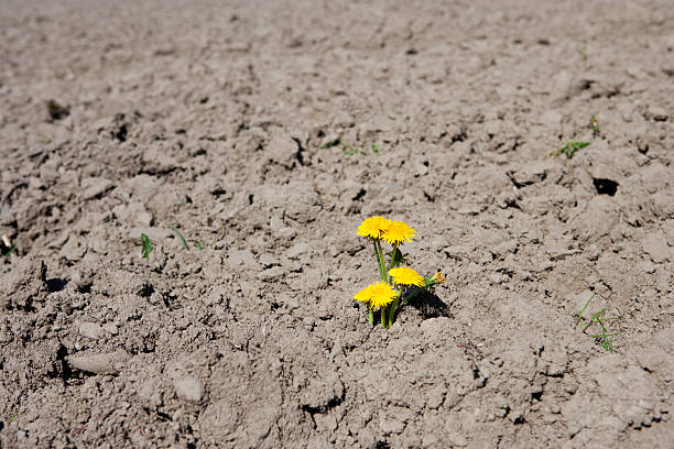 istock Yellow dandelion blossom in a dry field 2260075047