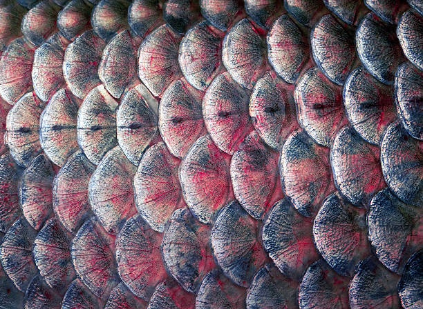 istock Scales fish texture background. Natural pink background. Close-up. Soft focus. 2260075197