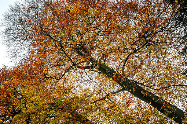 Cropped tree canopies with the last orange-yellow leaves glowing against a gray, overcast autumn sky