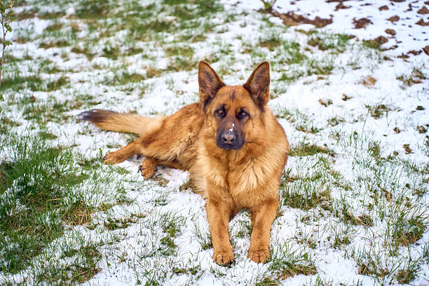 German Shepherd Dog Lying in White Snow Winter Landscape