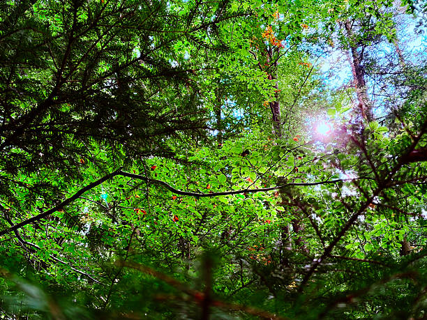 Soft sun rays filtering through vibrant green foliage in a forest. Natural background representing renewal, mindfulness, environmental awareness, and outdoor tranquility.