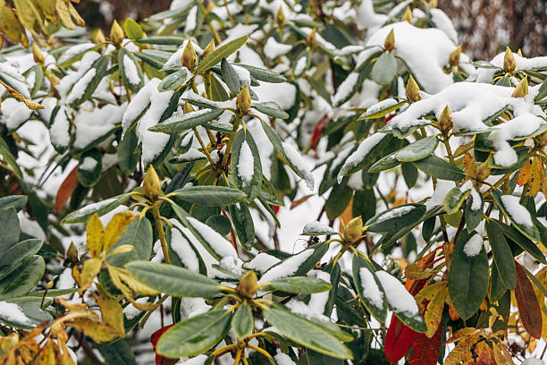 Frost-covered rhododendron in winter. High quality photo