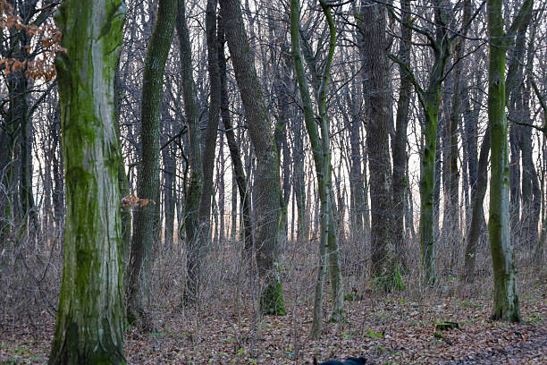 Tall, slender tree trunks form a dense wall in the middle of a quiet forest during the transition season. Some trees are covered with bright green moss,